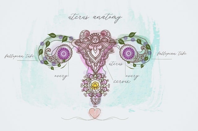 Een symbolische afbeelding van de Uterus, getekend met paars, groen en geel